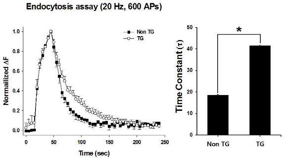 TG mouse에서도 endocytic defect가 나타남