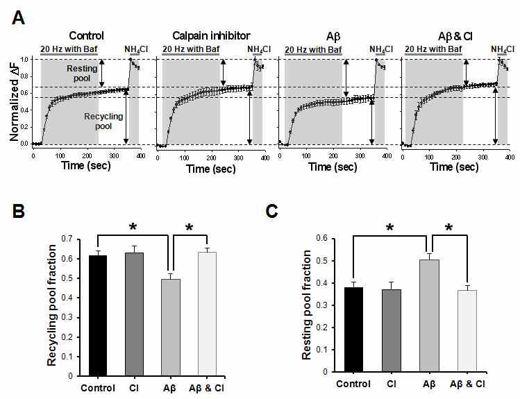 calpain inhibitor에 의한 Aβ oligomer-induced SV pool size 변화회복