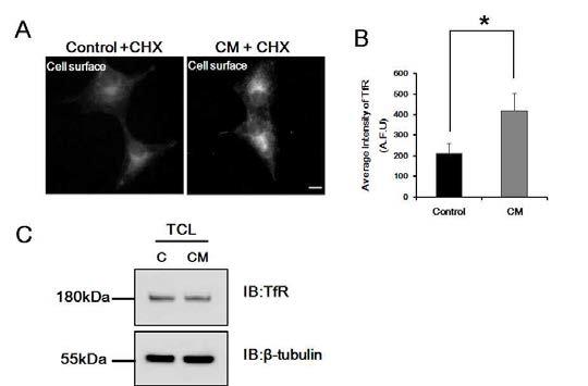 α-syn에 의한 세포막에서의 transferrin receptor 수 증가