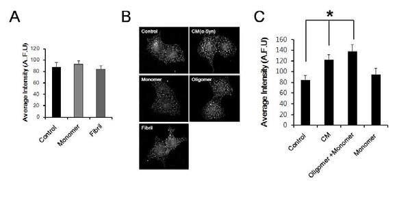 α-synuclein 종류에 따른 transferrin uptake변화