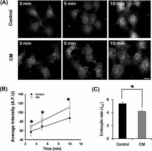 α-synuclein이 세포내 이입과정에 미치는 영향