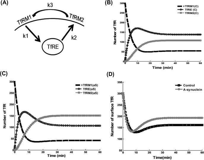 Transferrin receptor의 cell suface 비율 연구