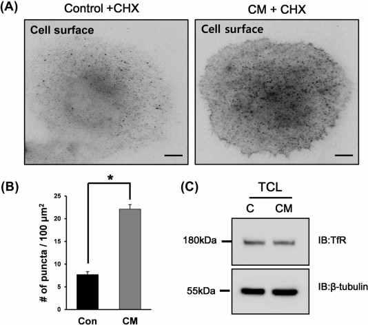 α-syn에 의한 TfR의 cell suface 증가