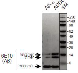 Western blot 결과: Aβ 특이 항체인 6E10을 이용, 대조군 Aβ monomer와 oligomeric Aβ (ADDL)의 크기 및 양을 확인