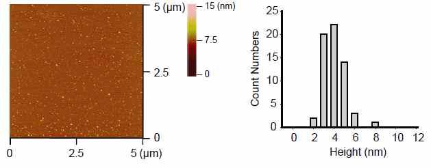 Atomic Force Microscopy 이미지 (좌) 및 section analysis를 통한 이미지 분석 결과 (우) (z-height distribution: 2-8 nm).