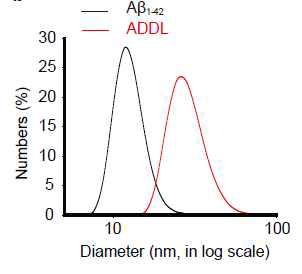 수용액 속에서 Aβ oligomer의 크기 파악 (Aβ monmer, black, 13 ± 1 nm; Aβ oligomer, red, 29 ± 2 nm)