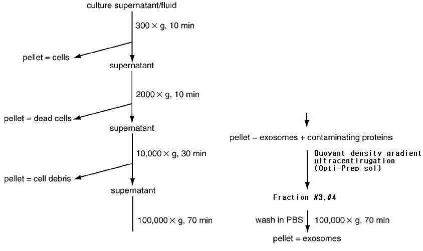 N2a cell-derived exosome 분리 모식도