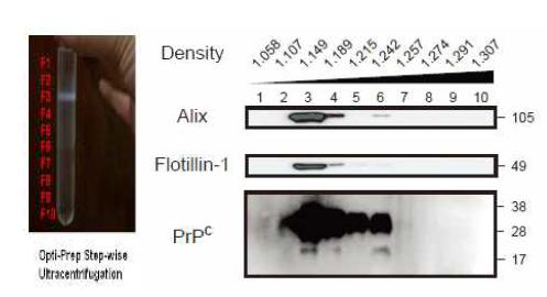 (좌) Buoyant density gradient ultracentrifugaton 후 exosome 층 (우) Western blot을 통한 각 fraction에서의 exosome 표지 단백질들의 분포 확인