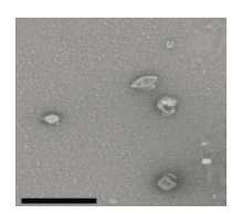 Electron microscope image (Scale bar 500 nm)