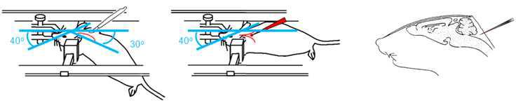 stereotaxic frame 위에서 랫트 수술시 모습 (좌, 중간)과 microglass capillary를 이용한 cisterna magna를 통한 CSF 추출