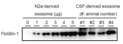 N2a cell-derived exosome의 표지 단백질 Flotillin-1의 양을 기준으로 CSF에서의 exosome의 양을 측정