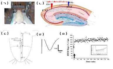 in vivo LTP 실험 모식도 (ㄱ) in vivo LTP 실험 모습 (ㄴ) 뇌해마 단면에서의 전극의 위치 (ㄷ) 이식되는 전극들의 위치, E(R), recording electrode; E(S), stimulation electrode; C, cannula (ㄹ) 단일 fEPSP의 모양 (ㅁ) 고주파 전기 자극 (200 Hz)에 의한 LTP 유도 확인