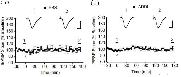 PBS, Aβ oligomer (10 pmol) 주입 (*, 주입 시점)에 의한 basal synaptic transmission의 변화 확인