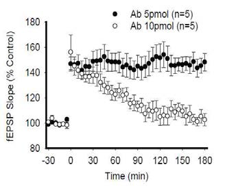 Aβ oligomer의 뇌강 주입양에 따른 LTP 억제 작용 검증