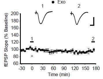 4 μg exosome (*) 주입에 의한 Basal synaptic transmission 변화