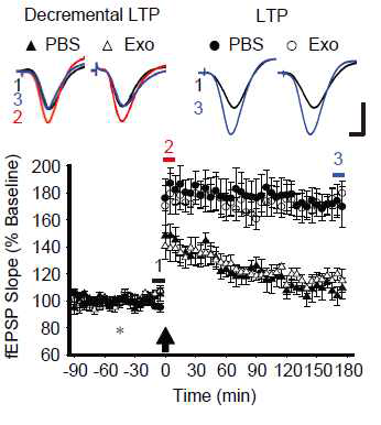 Exosome (*) 주입에 의한 시냅스 가소성 (LTP, decremental LTP) 에 변화 확인