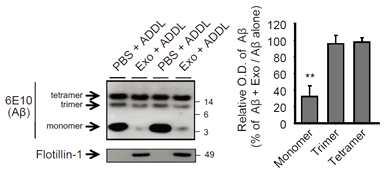 in vitro Aβ, exosome incubation 실험 결과