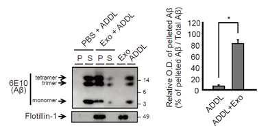 Aβ oligomer와 exosome의 in vitro binding assay 결과 (6E10 for Aβ detection, Flotilin-1 for exosome detection)