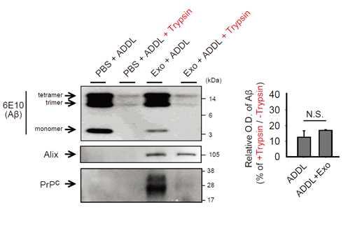 제한적 단백질 분해를 통한 exosome과 반응한 후의 Aβ 추적