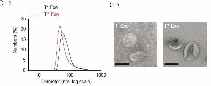 Trypsinization에 의한 exosome의 특성 변화 확인
