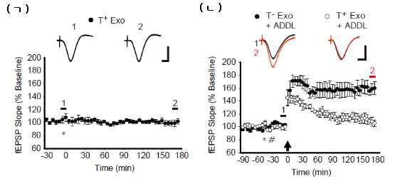 (ㄱ) T+ Exosome (*)에 의한 Basal synaptic transmission의 변화 (ㄴ) T- Exo vs. T+ Exo (*)에 의한 Aβ oligomer (ADDL, #)의 시냅스 가소성 (LTP) 저해 조절 효과