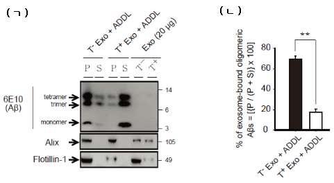 (ㄱ) T- Exo vs. T+ Exo에 의한 Aβ oligomer (ADDL) 흡착효과, Western blot (ㄴ) Western blot 결과, oligomeric Aβ의 T- Exo vs. T+ Exo 흡착효과 비교