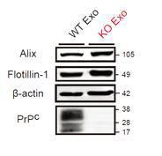 PrPC WT vs KO cell-derived exosome의 단백질 발현양상 비교