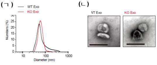 PrPC KO에 의한 exosome의 특성 변화 확인