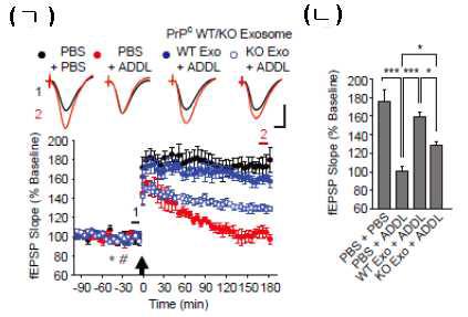 (ㄱ, ㄴ) PrPC WT Exo vs. KO Exo (*)에 의한 Aβ oligomer (ADDL, #)의 시냅스 가소성 (LTP) 저해 조절 효과