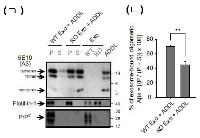 (ㄱ) PrPC WT Exo vs. KO Exo에 의한 Aβ oligomer (ADDL) 흡착효과, Western blot (ㄴ) Western blot 결과, oligomeric Aβ의 WT Exo vs. KO Exo 흡착효과 비교