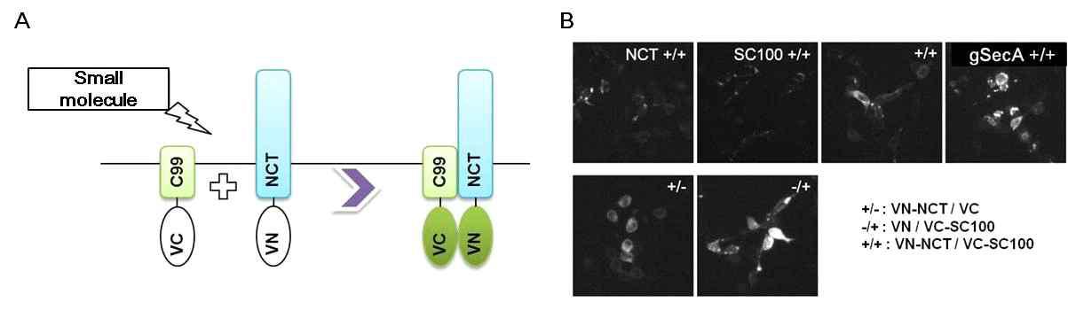 (A) Bi-FC model을 이용한 cell-based assay 모식도. (B) HEK293T세포에 VN-NCT과 VC-SC100을 함께 발현하여 Bi-FC에 의한 GFP 발광 관찰