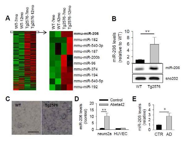 Upregulation of miR-206 in AD brains