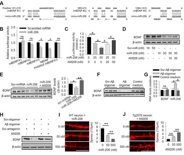 Modulation of BDNF by miR-206.