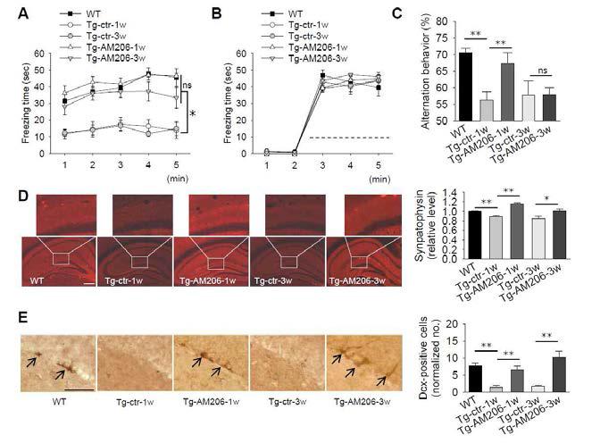 Therapeutic effects of AM206.