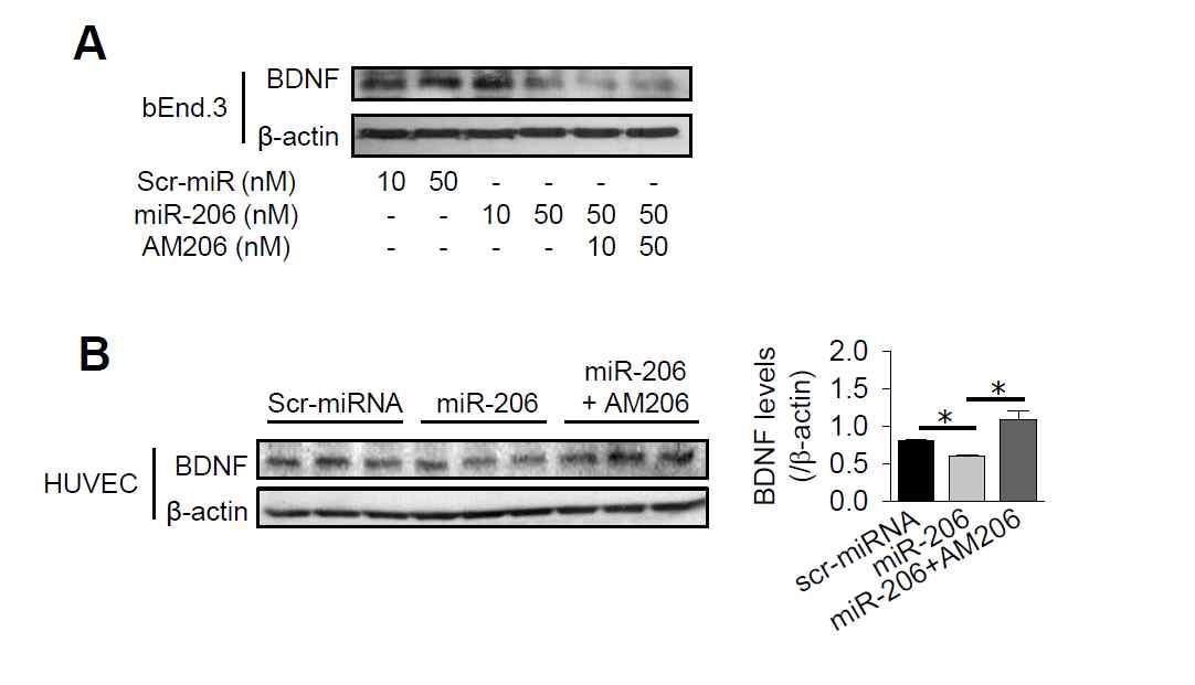 Modulation of BDNF protein levels by miR-206 and AM206.