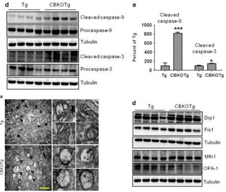 CBKOTg에서 apoptosis 단백질의 증가와 변화된 mitochondira 구조 및 단백질 확인.