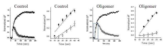 Aβ oligomer를 treat 하면, stimulation동안에 일어나는 endocytosis 또한 느려짐