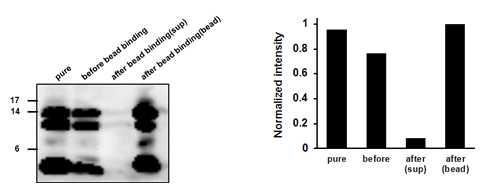 Aβ Antibody를 preincubation 했을 때의 효과