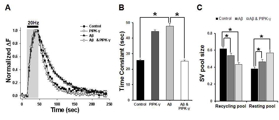 PIP2 level이 oAβ에 의한 endocytic defect에 미치는 영향