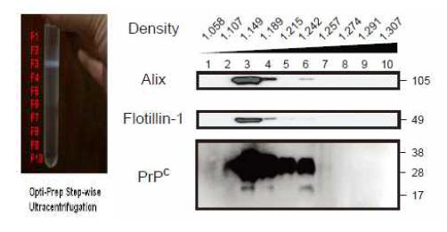 (좌) Buoyant density gradient ultracentrifugaton 후 exosome 층 (우) Western blot을 통한 각 fraction에서의 exosome 표지 단백질들의 분포 확인