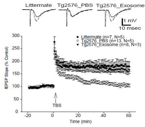 Wild type과 Exosome을 주입(유/무) 받은 Tg2576 모델동물의 Acute hippocampal Schaffer-Collateral LTP 변화