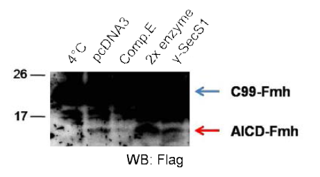 In vitro gamma-secretase assay를 통한 γ-SecS1에 의한 AICD의 증가