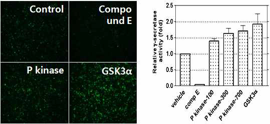 GFP-reporrter 이용한 g-sdecretase assay