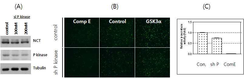 P kinase knock down에 의한 g-seretase 활성 변화 P kinase의 knock down blot, GFP reporter assay, luciferase reporter assay