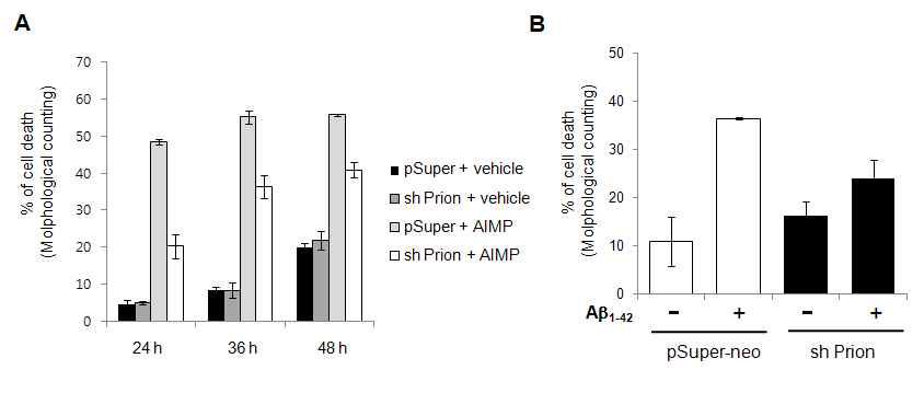 Prion protein의 knockdown이 AIMP (A)와 Aβ(B)에 의한 세포사멸에 미치는 영향