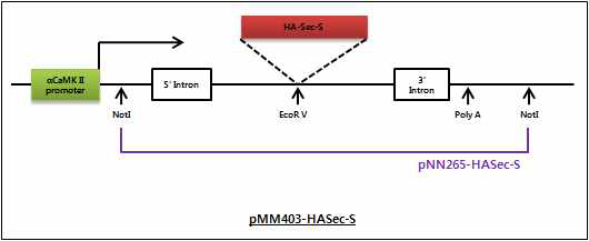 HASec-S 과발현 DNA construct 의 제작 모식도