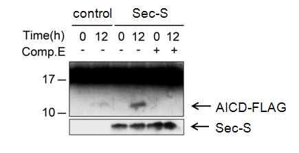 In vitro substrate assay를 통한 Sec-S에 의한 γ-secretase 효소활성 측정