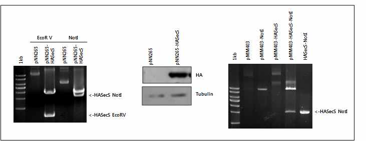 pMM403-HAsec-S DNA construction의 제한효소 확인 및 세포내의 발현확인