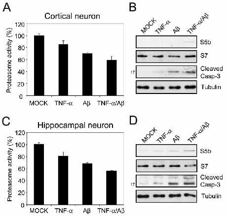 TNF-α와 Aβ에 의한 proteasome 활성 저하와 S5b의 증가