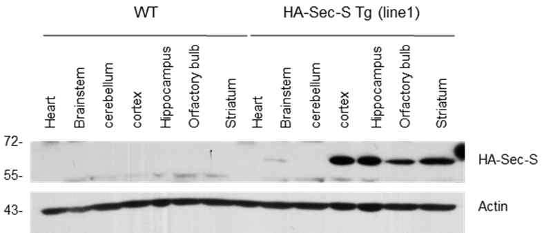 HA-Sec-S transgenic mice의 brain expression 분석